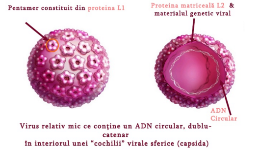 Virus-HPV